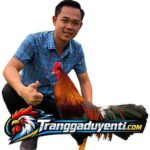 traigaduyenti
